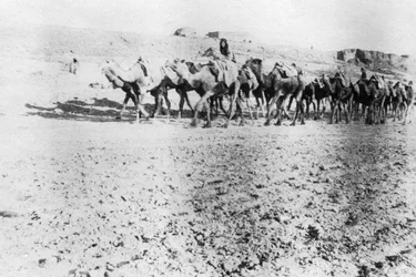 Camel Train, Mosul, Mesopotamia