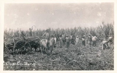 Cane Cutting