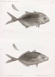 Caranx Sauteur & Caranx Lune