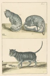 Cats