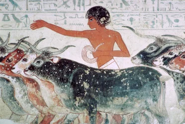 Cattle brought for inspection: wall painting from the tomb of Nebamun