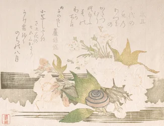 Cherry Blossoms and a Snail