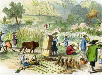 Chinese harvest, Hong Kong, c1875