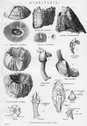Cirripedia