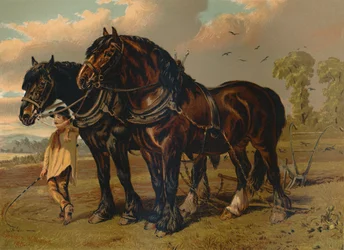 Clydesdale Stallion & Mare