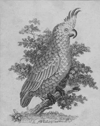Cockatoo, 19th century