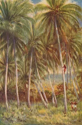 Coco-nut Palms