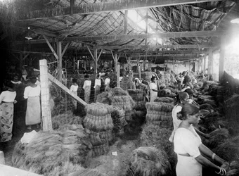 Coconut Production, India