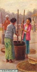 Coffee, 3. Hulling the Beans, Java