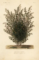 Common barberry, Berberis vulgaris