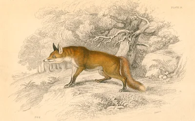 Common or red fox (Vulpes vulpes)
