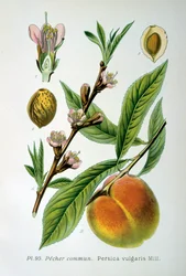 Common Peach