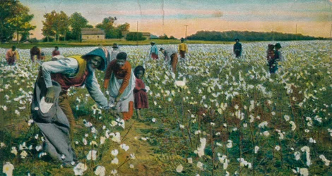 Cotton Picking, Augusta, Georgia
