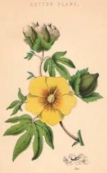 Cotton Plant