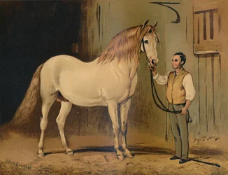 Cream State Carriage Horse of Her Majesty