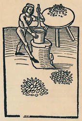 Crushing Herbs in a Mortar