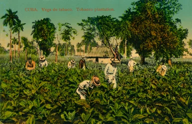 Cuba. Vega de Tabaco. Tobacco Plantation, c1920s