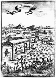 Cultivating and Curing Tobacco in West Indies Using Slave Labour