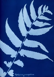 Cyanotype of Diplazium grandifolium