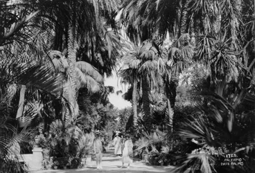 Date palms, Palermo, Sicily, Italy