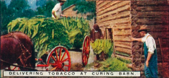 Delivering Tobacco at Curing Barn