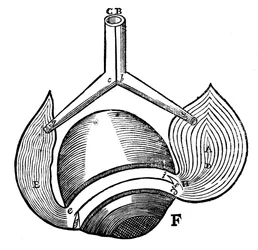 Descartes representation of the antagonistic eye muscles, 1692