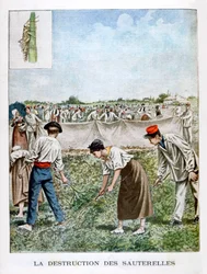 Destroying the grasshopper, 1901