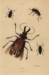 Dorysthenes paradoxus, Macrodontia cervicornis, vulnerable, Elateropsis lineatus and Prionus versicolor