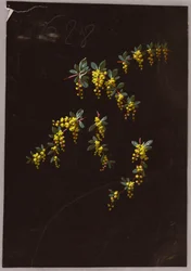 Drawing, from Saint Germain - Volumes 1 and 2