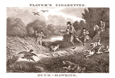 Duck-Hawking