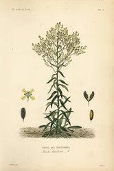 Dyer