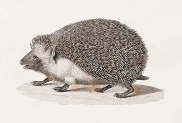 Eared Hedgehog