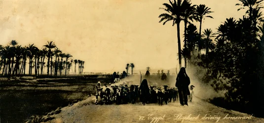 Egypt - Shepherd driving homeward, c1918-c1939