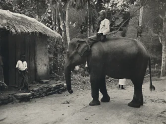 Elephant on a Path Near Kandy