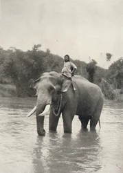 Elephant with Mahout in the Mahavaliganga