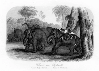 Elephant Hunt, India