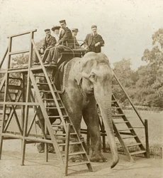 Elephant Ride