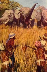 Elephants in Chase, c1850-c1912