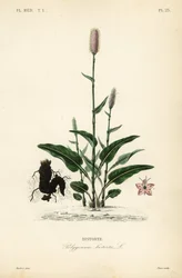 European bistort or snakeroot, Persicaria bistorta