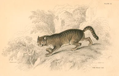European wild cat Felis silvestris, 1828