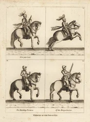 Exercise of the horse