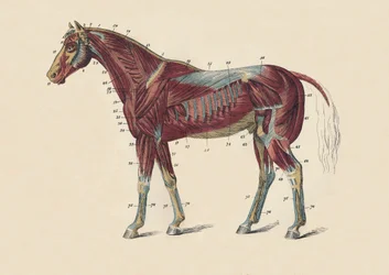 External Muscles and Tendons of the Horse