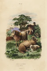 Fat-tailed sheep, Ovis aries 1, and Merino sheep, Ovis aries 2