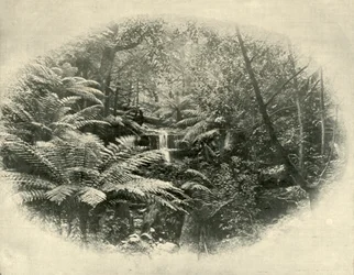 Fern Tree Gully, Tasmania, 1901