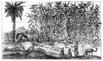 Fig Trees