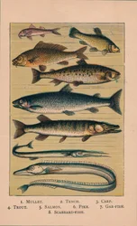 Fish, 1907