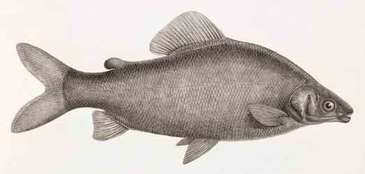 Fish: The Characin Nefasch