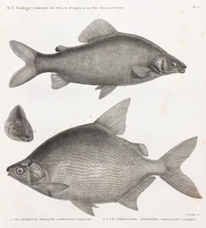 Fish: The Characin Nefasch & The Serrasalme Citharine