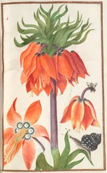 Florilegium: Page 19 Recto Orange Fritillaria Imperialis Crown Imperial