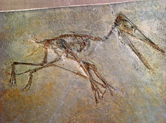 Fossil Skeleton of a Pterodactyl, from the British Museum